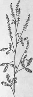 Fig. 165. White Sweet clover (Melilo tus alba). X 1/3.