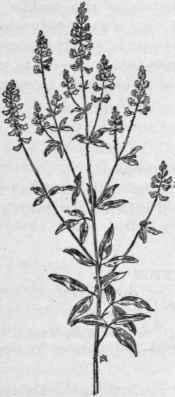 Fig. 174.   Showy Tick trefoil (Desmodium cana dense). x1/6.