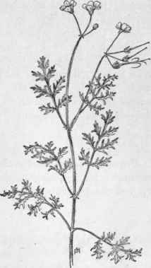 Fig. 182.   Alfilaria or Filaree (Erodium cicutarium). X 1/2.