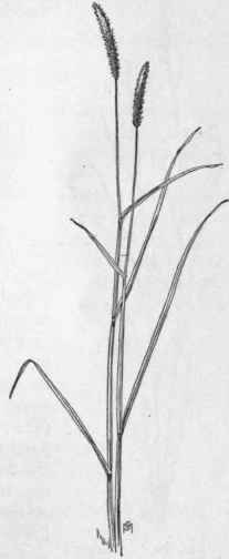Fig. 19.  Marsh Foxtail (Alopecurus geniculatus). X 1/4.