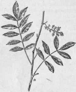 Fig. 191.   Poison Sumac (Rhus Ver nix). X 1/4.