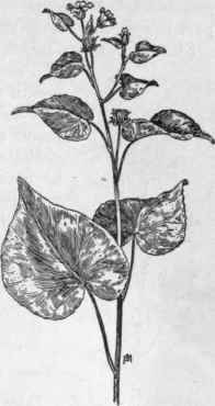 Fig. 193. Indian Mallow (Abutilon Theophrasti). X 1/4