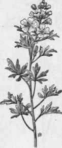 Fig. 194.  Red False Mallow (Mal vastrum coccineum). X 1/3.