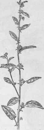 Fig. 195. Prickly Sida (Sida spinosa). X 1/4.