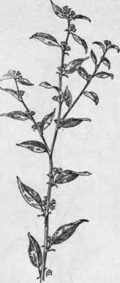 Fig. 196.   Paroquet Bur (Sida acuta). X 1/4.