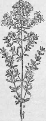 Fig. 199.   Common St. John's wort (Hypericum perforatum). X 1/4