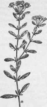 Fig. 200. Shrubby St. John's wort (Hypericum prolificum). X 1/4