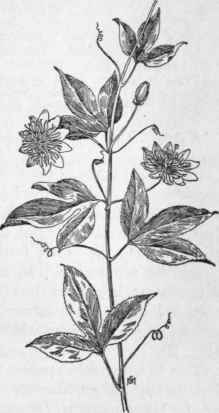 Fig. 201. Passion flower (Passi flora incarnata). X 1/4