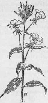 Fig. 206.   Evening Primrose (Oenothera biennis). X 1/4