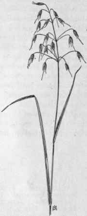 Fig. 21.   Wild Oats (Avena fatua). X 1/4.