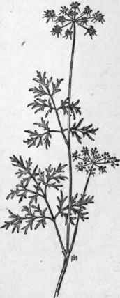 Fig. 211.  Fool's Parsley (sEthusa Cynapium). X 1/4.
