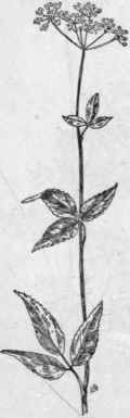 Fig. 212. Meadow Parsnip (Thas pium aureum). X 1/4.