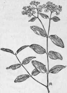Fig. 218.   Spreading Dogbane (Apocynum androsoemifolium). X 1/4.