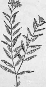 Fig. 219.  Black Indian Hemp (Apocynum cannabinum).