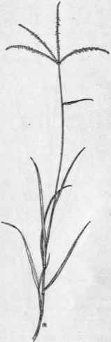 Fig. 23.   Bermuda Grass (Cynodon Dacty lon). X1/2.