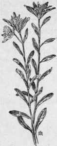 Fig. 236. Wheat thief (Li thospermum ar vense). X 1/4.
