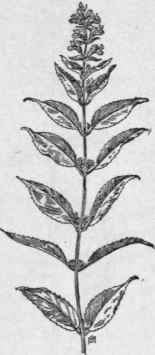 Fig. 240. American Germander (Teucrium canadense). X 1/4.