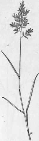 Fig. 25.   Stink Grass (Eragrostis me gastachya). X 1/5.