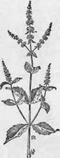 Fig. 253.   Spearmint (Mentha spicata). X 1/4.