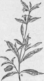 Fig. 258.  Prairie Ground Cherry (Physalis lanceolata). X 1/4.