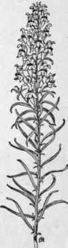 Fig. 264. Yellow Toad flax (Linaria vulgaris). X 1/4.