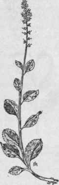 Fig. 268.   Common Speedwell (Veronica officinalis). X 1/2.