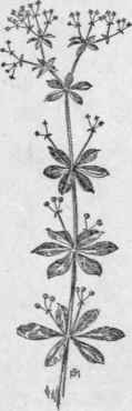 Fig. 277. Goose grass or Cleavers (Galium Aparine).