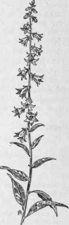 Fig. 286.   Creeping Bellflower (Campanula rapunculoides). X 1/4.