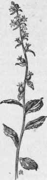 Fig. 287. Indian Tobacco (Lobelia inflata). X 1/4.