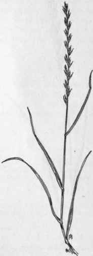 Fig. 29.   Perennial Ryegrass (Lolium perenne). X 1/4.