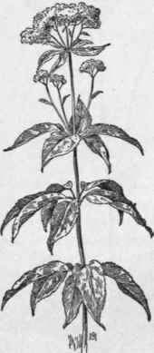 Fig. 291. Joe Pye Weed (Eupatorium purpureum).