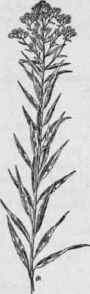 Fig. 292.  False Boneset (Kuhnia eu patorioides). X 1/4.