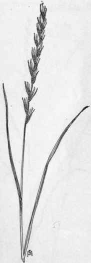 Fig. 30.   Darnel (Lolium temulentum). X 1/4.