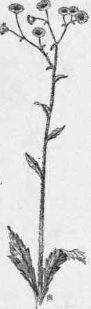 Fig. 304.   White top (Erigeron an nuus). X 1/6.
