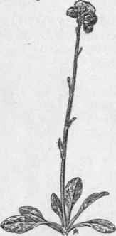 Fig. 307.  Plantain leaved Everlasting (Anten naria plantaginifolia). X 1/3.