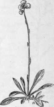 Fig. 308. Field Cat's foot (Antennaria neglecta). X 1/3.