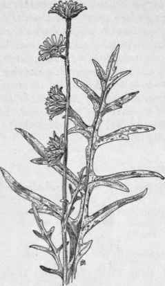 Fig. 312.   Compass Plant (Silphium laciniatum). X 1/8.