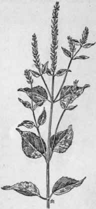 Fig. 314. Rough Marsh Elder (Iva ciliata). X 1/6.