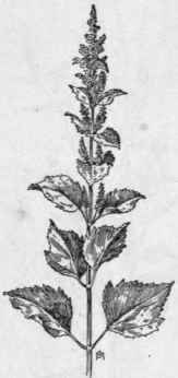 Fig. 315. Highwater Shrub (Iva xanthifolia).