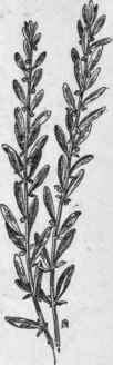 Fig. 316. Poverty Weed (Iva axillaris).
