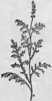 Fig. 320.   White leaved Franseria (Franseria discolor).