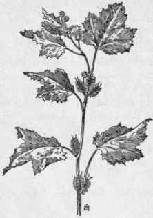 Fig. 322.   Clotbur (Xanthium canadense). X 1/4.
