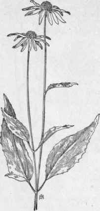 Fig. 324.   Purple Cone flower (Brauneria purpurea). X 1/4.