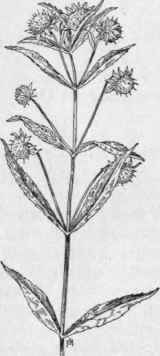 Fig. 330.   Nodding Bur Marigold (Bidens cernua).
