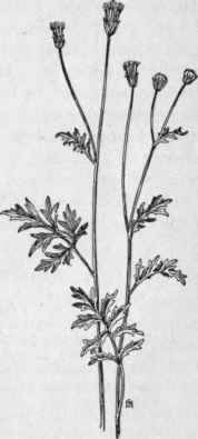 Fig. 331. Spanish Needles (Bidens bipinnata). X 1/4.