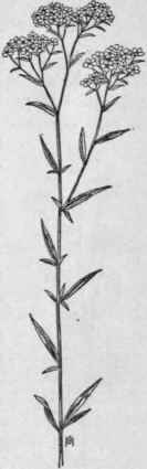 Fig. 339.   Sneeze wort Yarrow (Achillea Ptarmica). X 1/4.