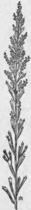 Fig. 347. Common Sage bush (Artemisia tridentata)