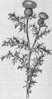 Fig. 354.   Common or Bull Thistle (Circium lanceolatum). X 1/4.