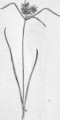 Fig. 36.   Straw colored Cyperus (Cy perus strigosus). X 1/4.
