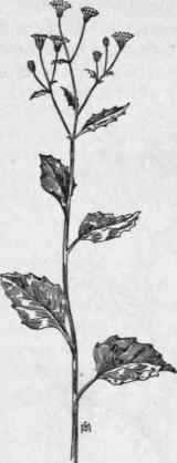 Fig. 360. Nipplewort (Lapsana communis). X 1/3.